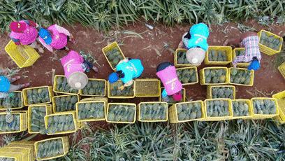 广东乡村振兴纪事2021,广东乡村振兴十大要点