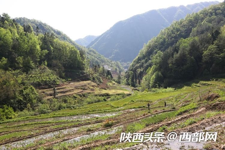 官村贡米,官田村稻谷