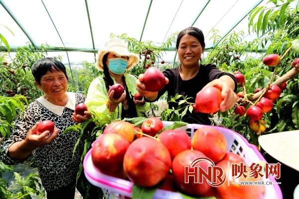 驻马店市驿城区桃采摘,驻马店市驿城区可以摘桃