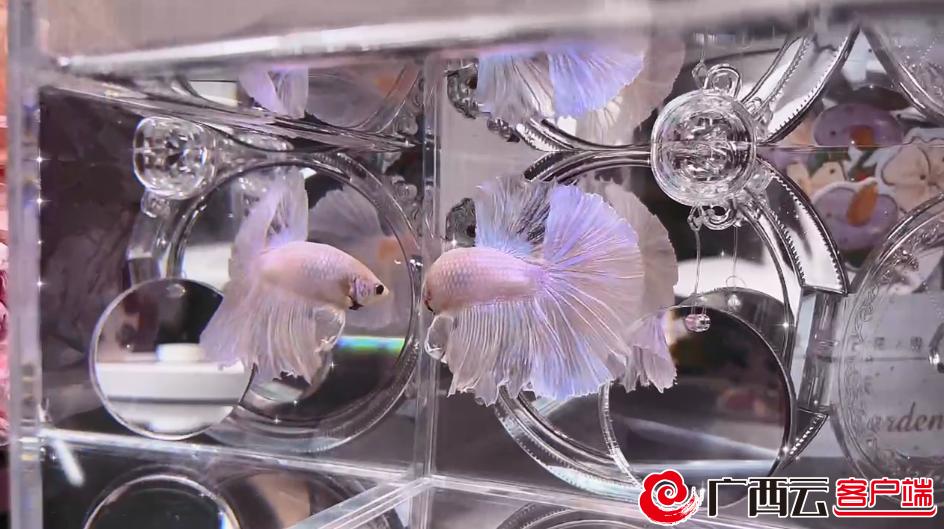 养猫年轻人越来越多了,养狗养猫养鱼