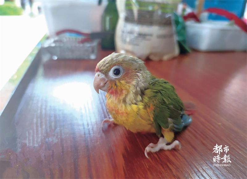 昆明市场上出现带“身份证”售卖的鹦鹉！商家、顾客有话说……