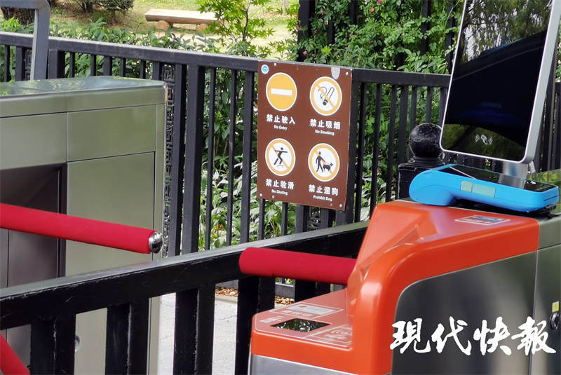 南京燕雀湖的黑天鹅,白天鹅被黑天鹅咬死