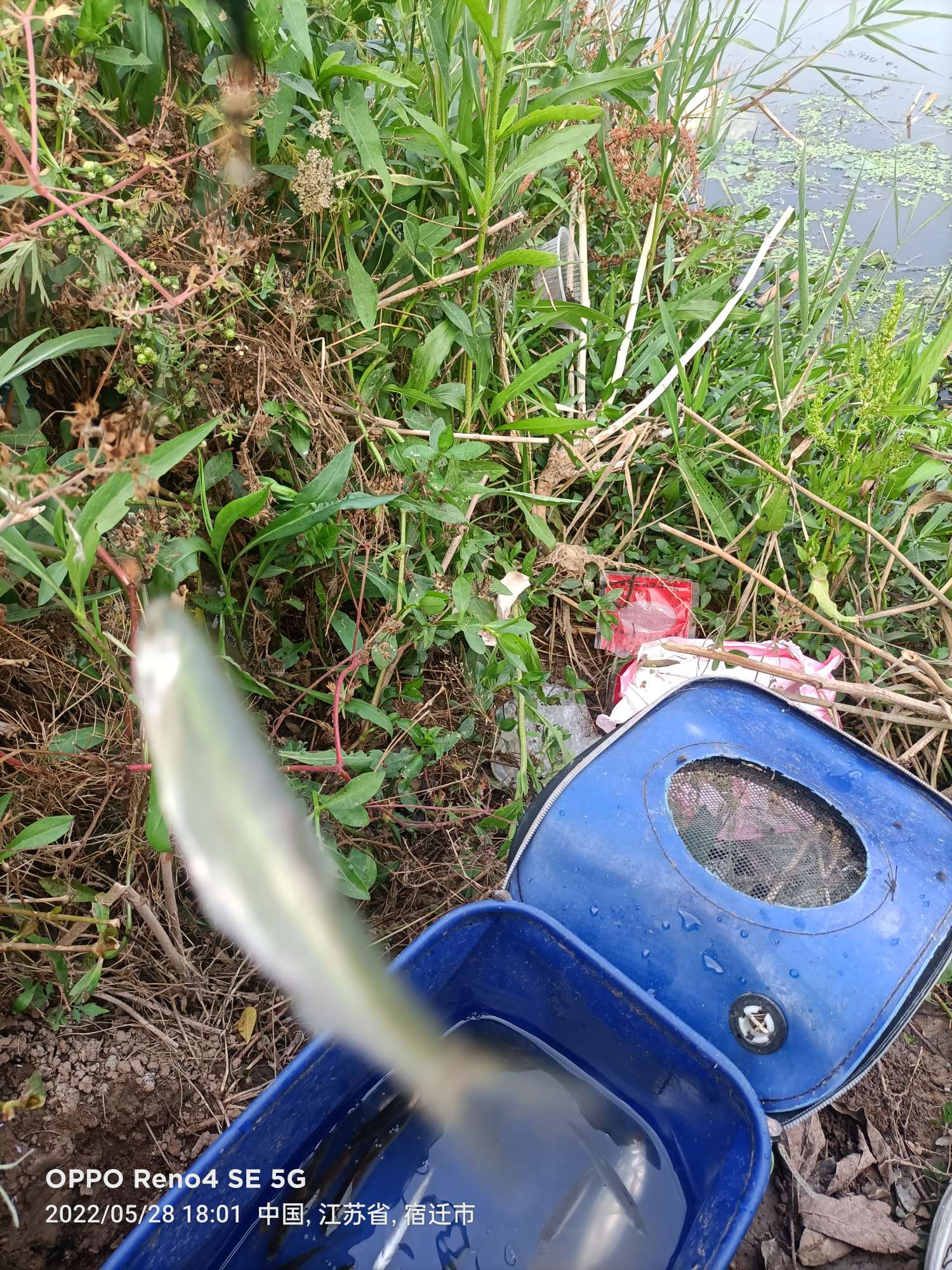 「5月鱼获」来者不拒，成功与餐条结缘