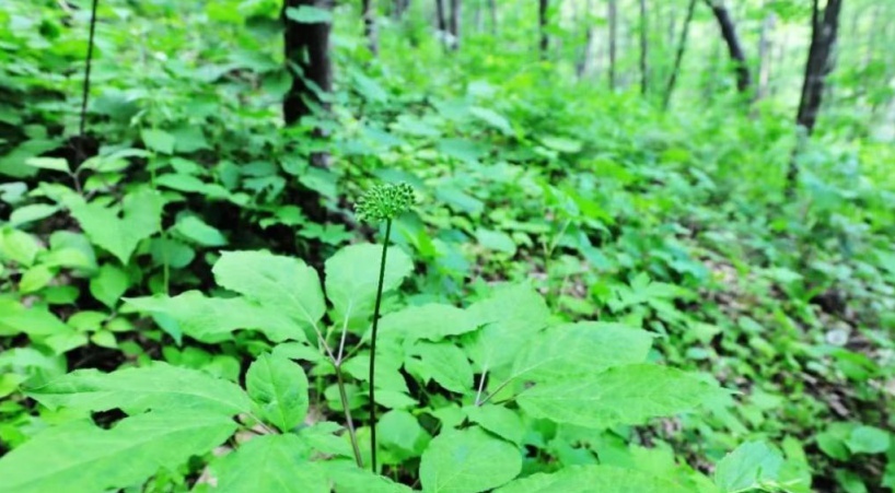 长白山长白人参,长白县长白山