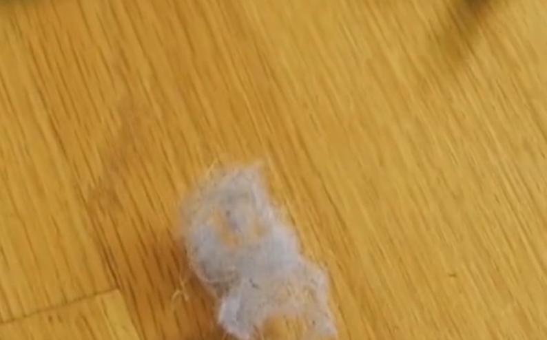 房间出现很多小虫怎么解决,家里白色细微小虫怎么处理