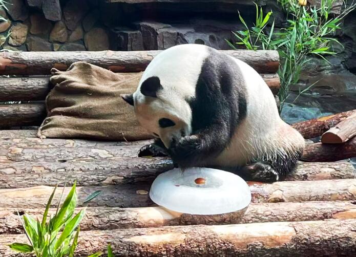 宠物夏日防暑知识,了解下夏天动物怎么防暑降温的