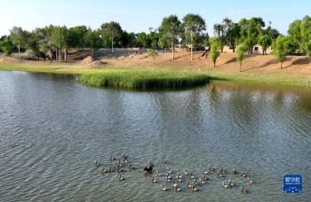 陕西靖边：芦河湿地水清景美「图」