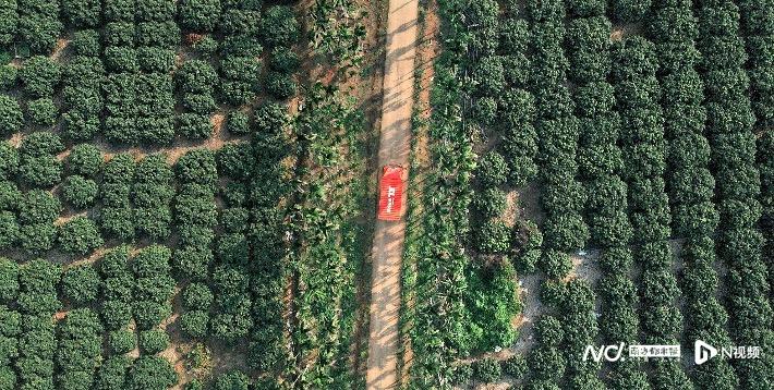 破解茂名荔枝出圈密码：联手京东，九成以上订单当日或次日达