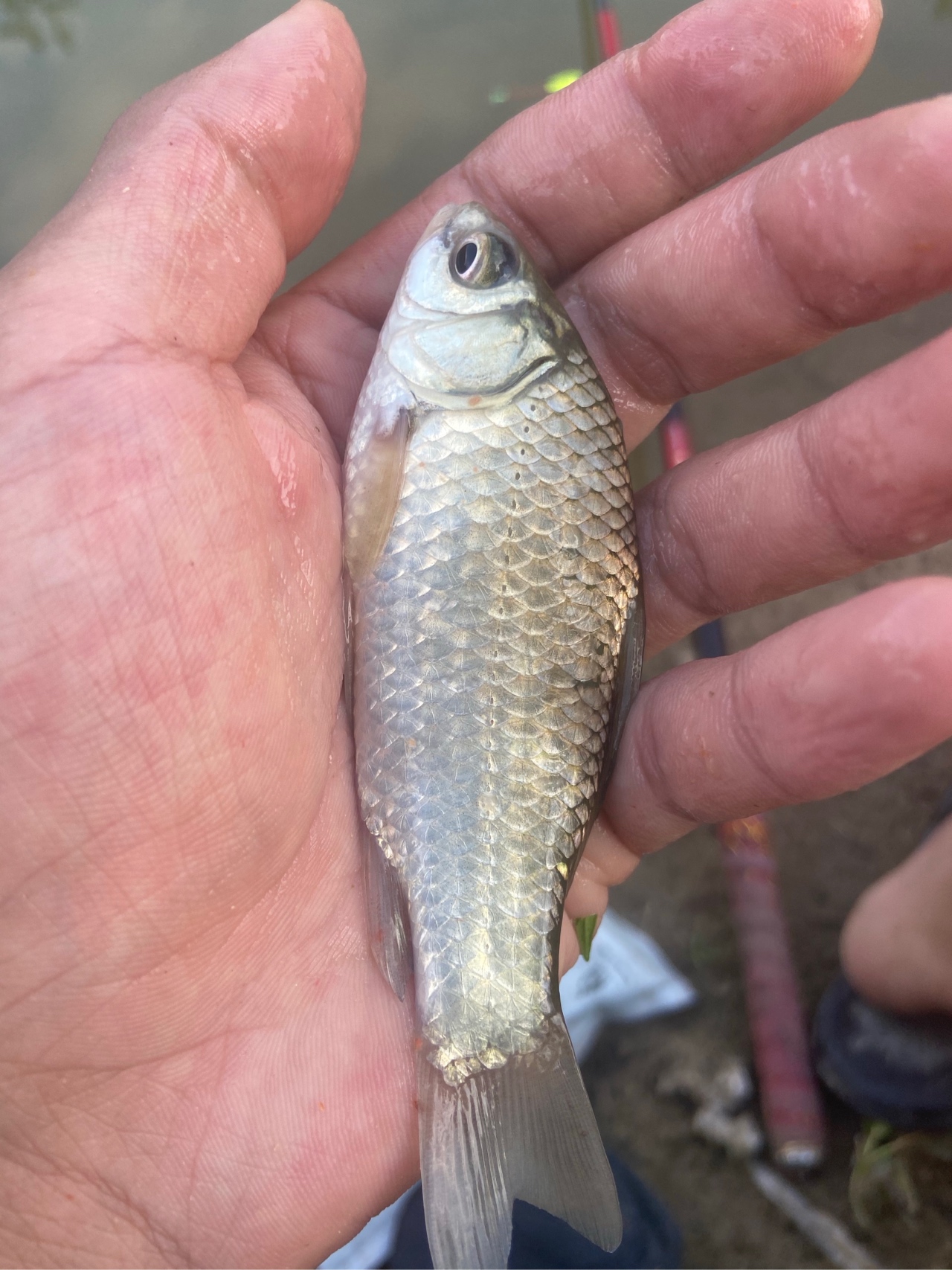 通杀香腥来擒鲫，高温天气莫恋战