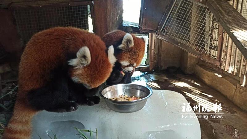 福州最值得去的动物园,动物园夏日清凉