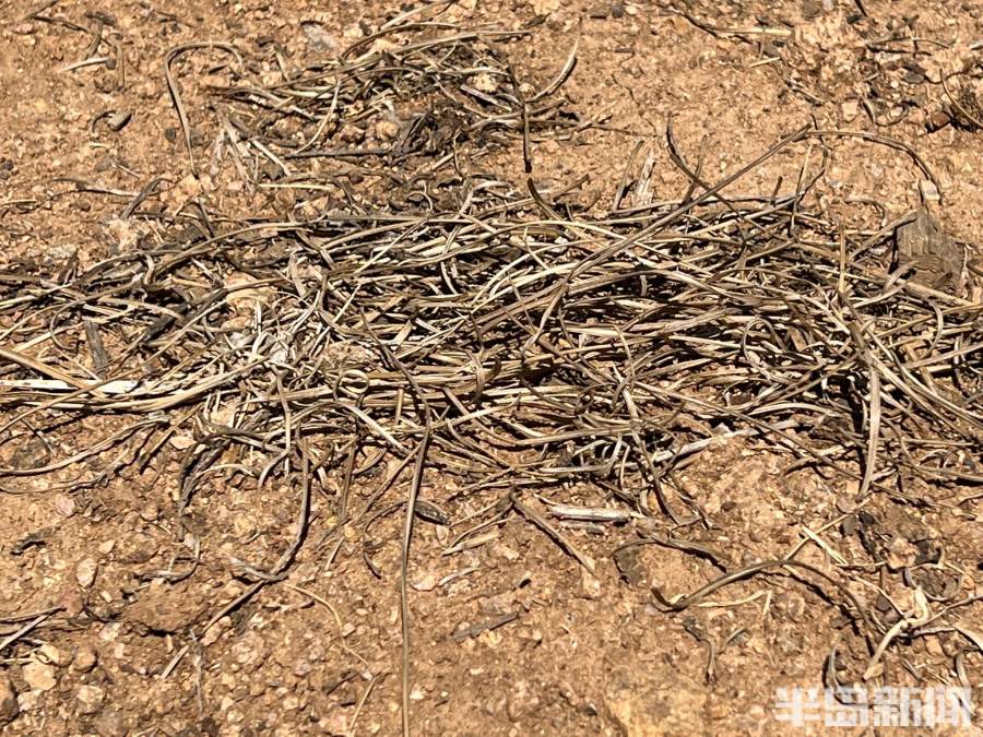 松下问童子言师采药去书法落款,松下问童子言师采药去采的什么药