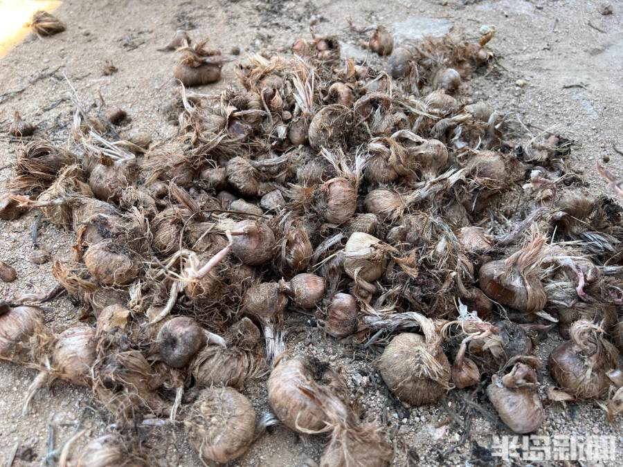 松下问童子言师采药去书法落款,松下问童子言师采药去采的什么药