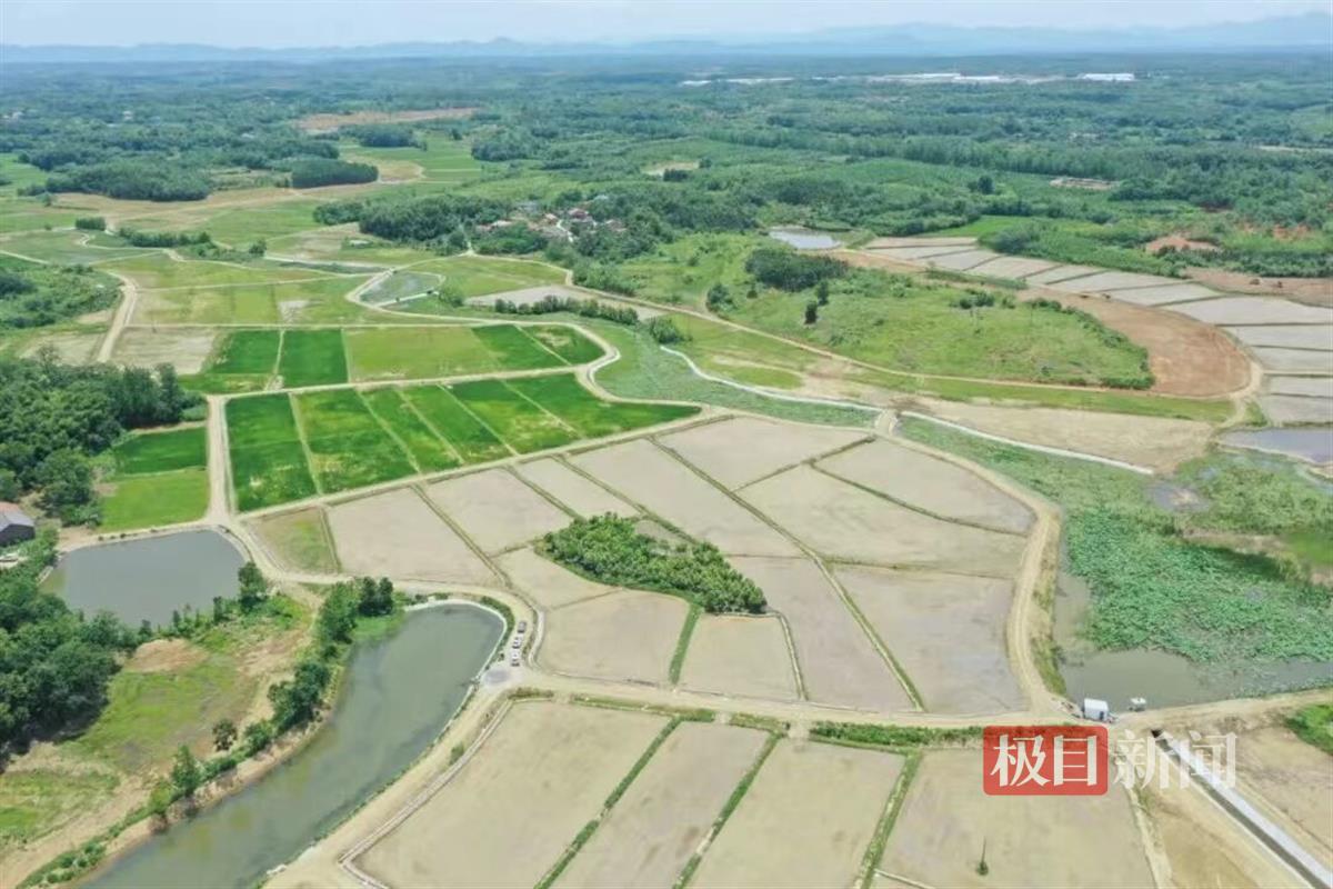 长江学子｜从走出农村到回乡创业，大学生将“小菱角”做成“大产业”