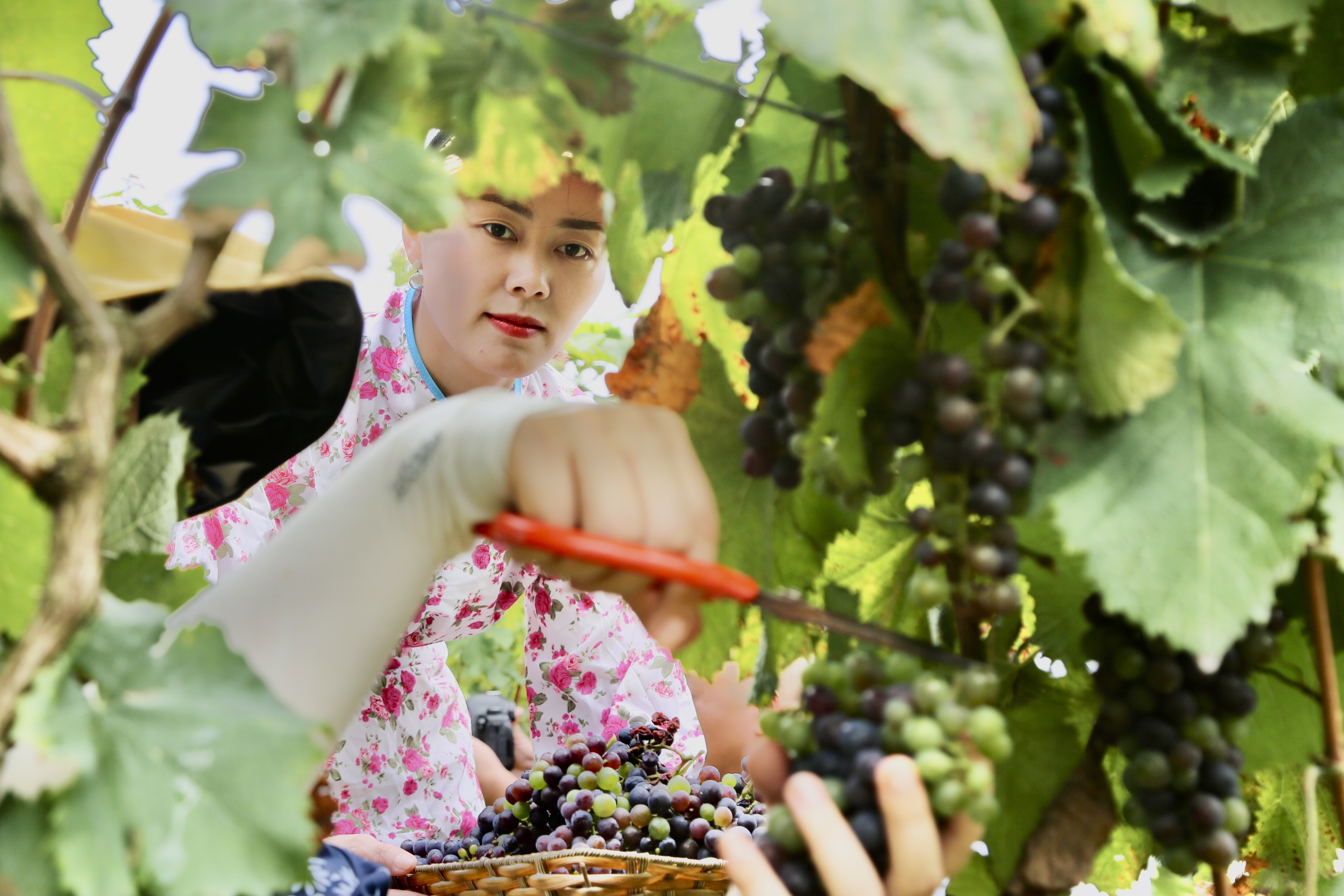 小葡萄串起村民致富梦,小葡萄为乡村振兴注入新动力