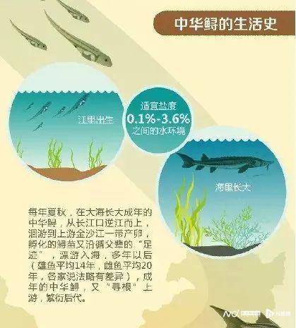 中华鲟怎样保护长江的,中华鲟的保护措施