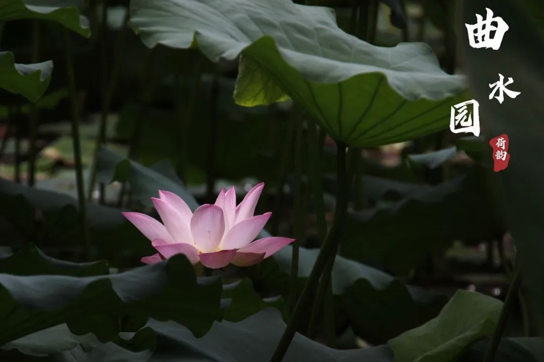 上海曲水园最新消息,上海曲水园公园