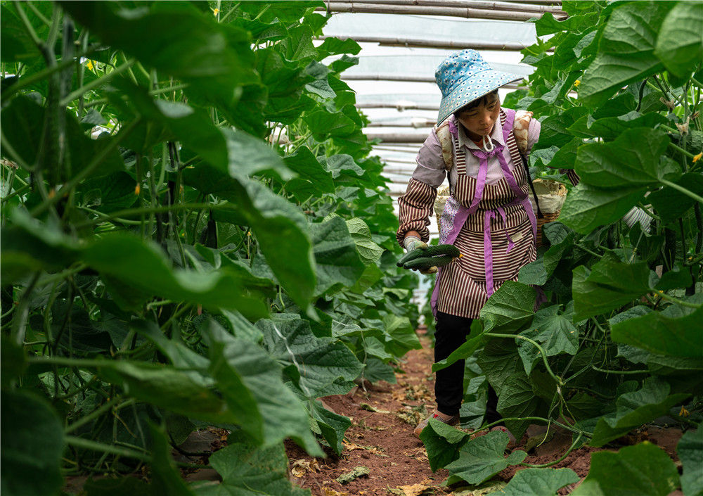 新韵律诗歌梦起东方人类故乡