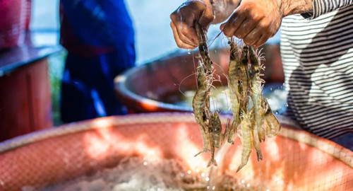 厄瓜多尔南美白虾市场价,厄瓜多尔白虾价格走向