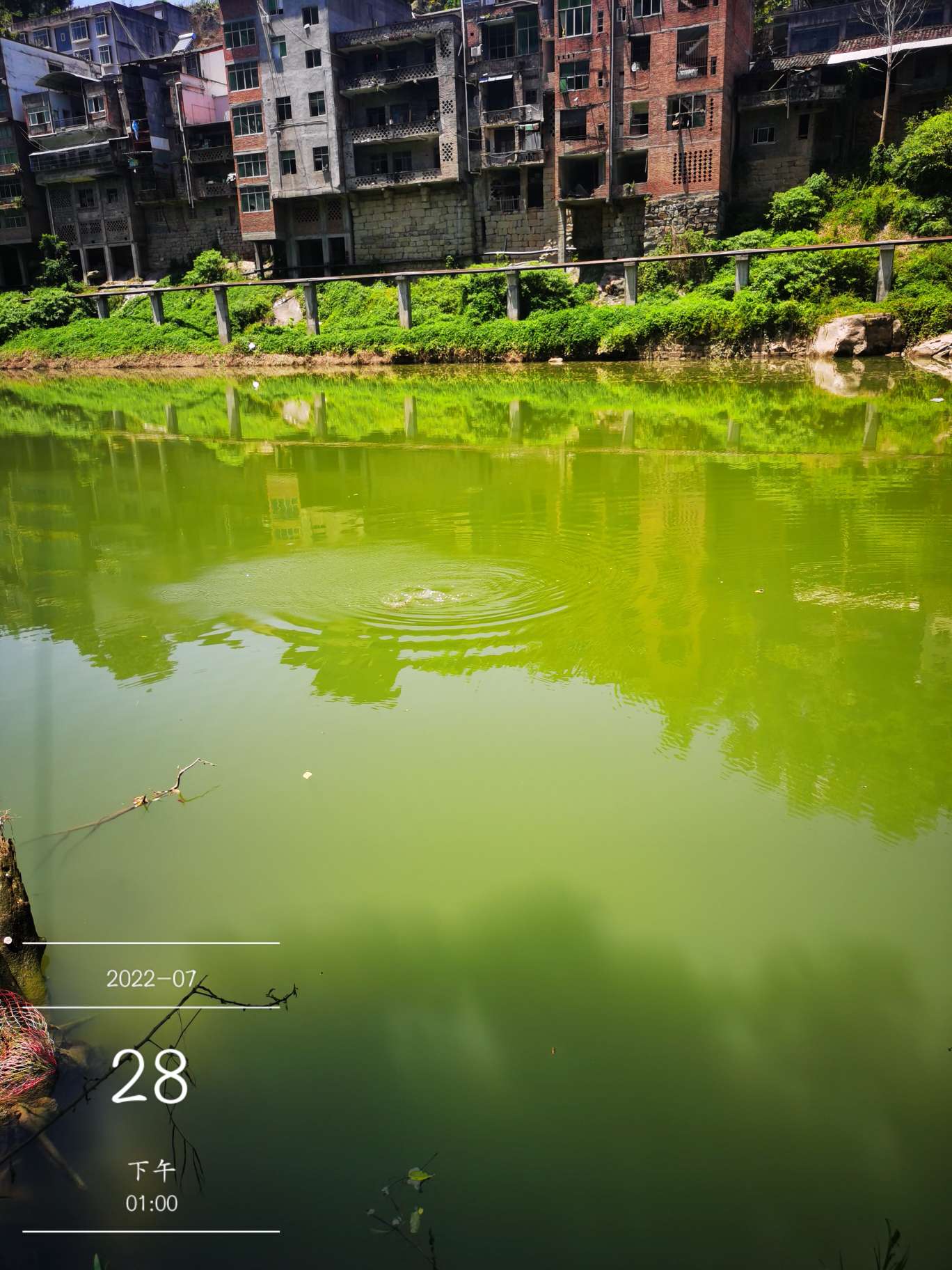 「七月鱼获」骗最憨的巨草！上最憨的洋当