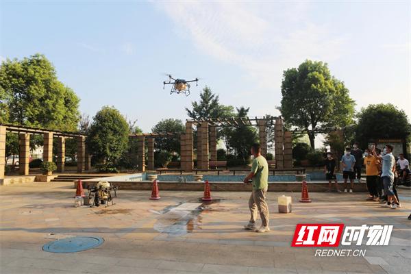 西湖：水岸惊现隐翅虫无人机助阵来灭除