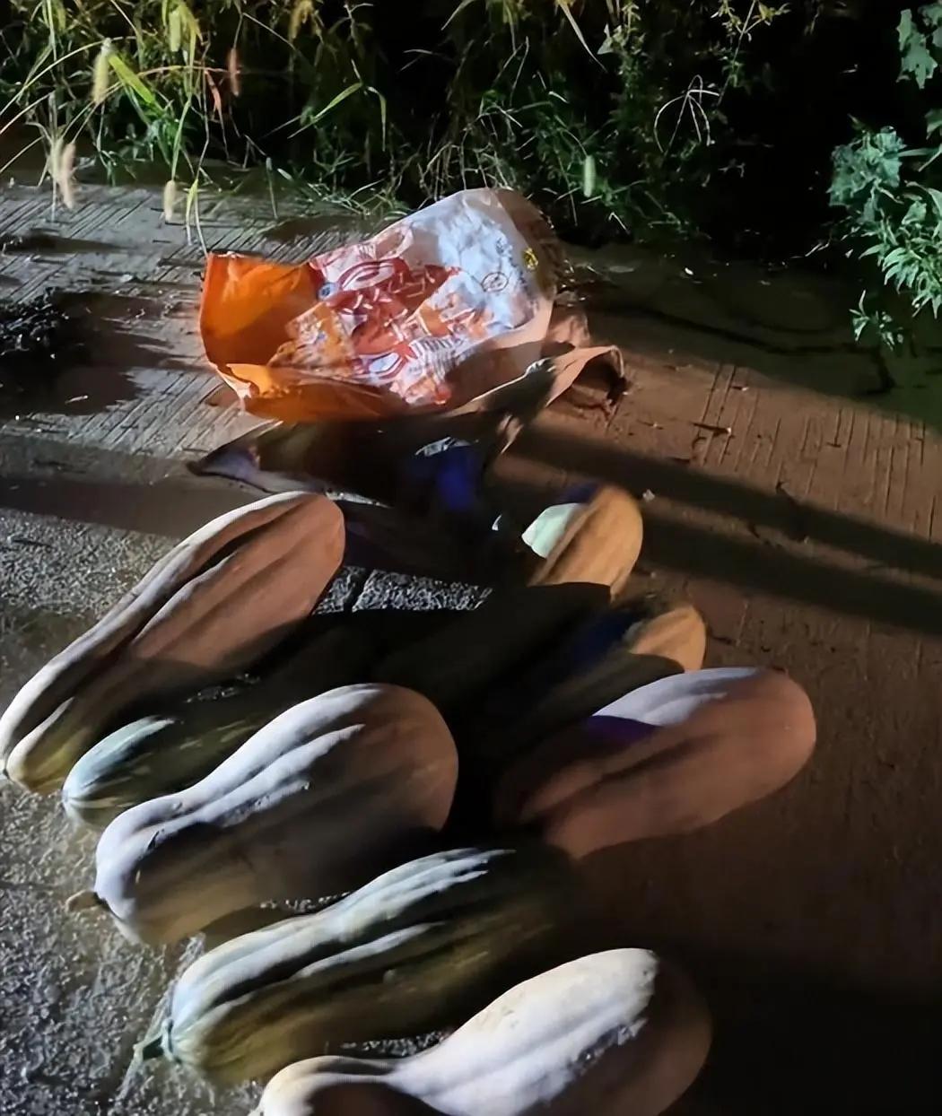 组团偷瓜老人处理结果,老人组团偷瓜怎么处理