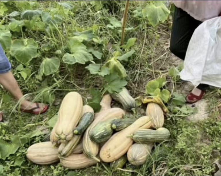 老人组团偷瓜年龄不是免罚理由,老人组团偷瓜当事人