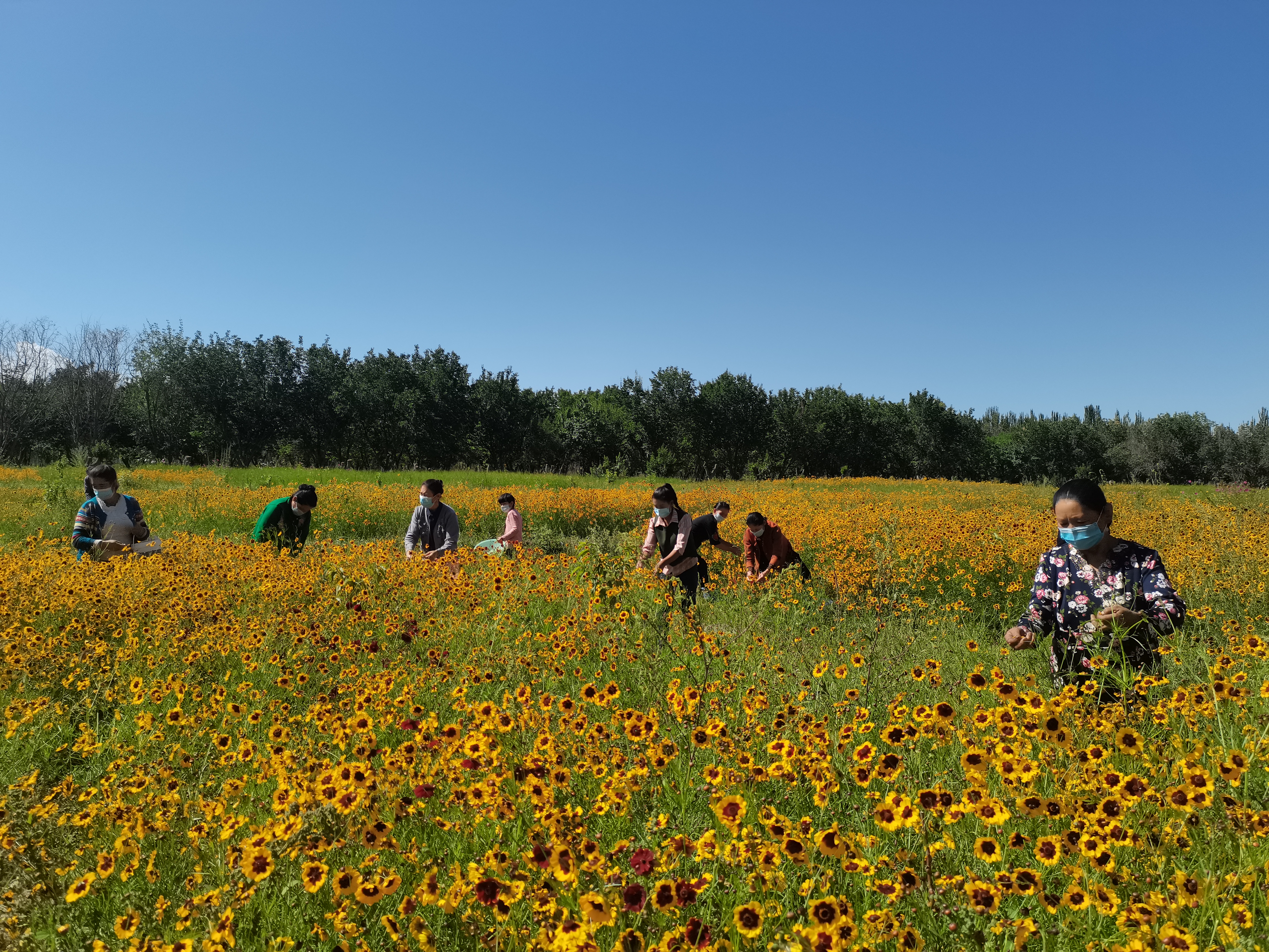 昆仑雪菊是昆仑山上的菊花吗,昆仑雪菊长飞蛾