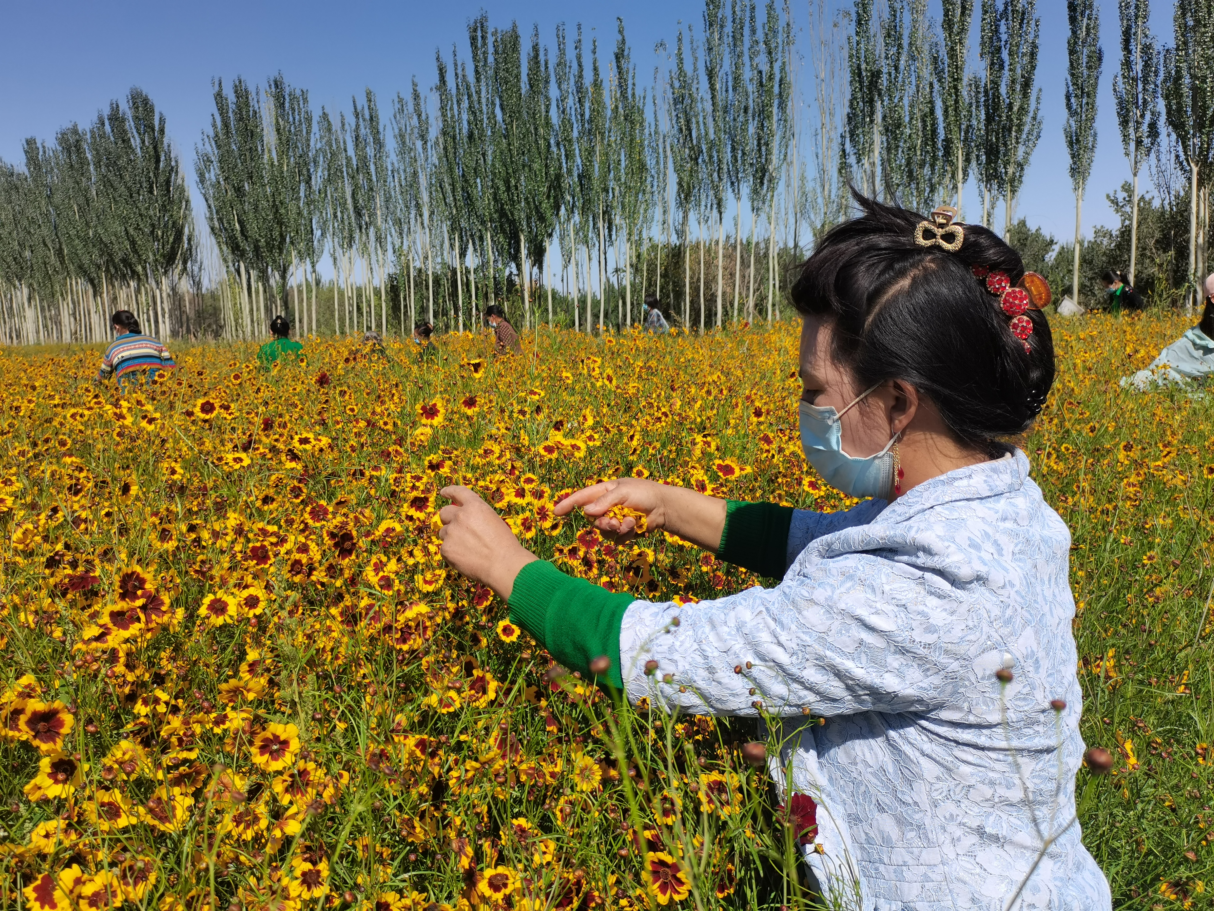 昆仑雪菊是昆仑山上的菊花吗,昆仑雪菊长飞蛾