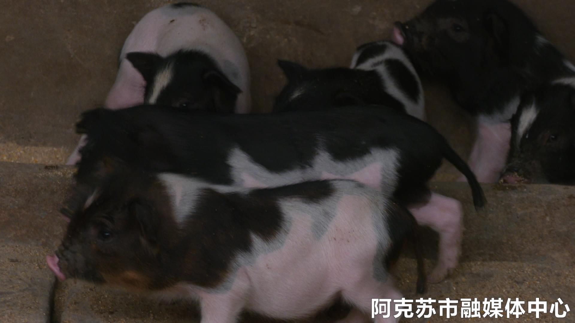 乡村振兴金稻飘香,乡村振兴芝麻开花节节高