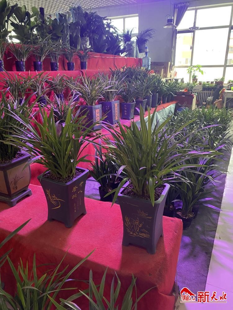 兰花花卉价格表大全,常见兰花交易价格