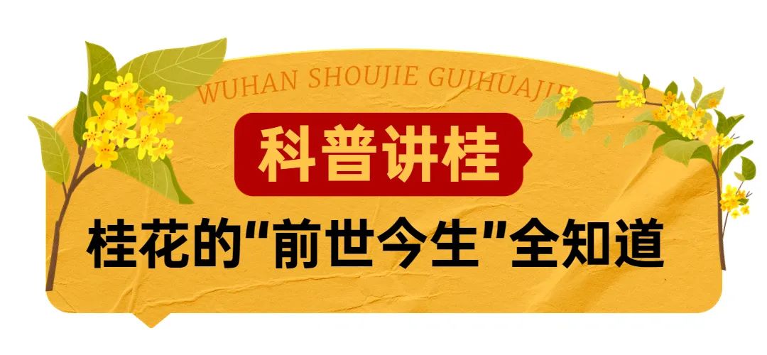 武汉花博汇花展,武汉花展最新消息