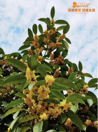 武汉花博汇花展,武汉花展最新消息