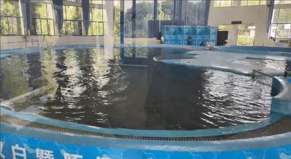 寄一只“江豚”给你，请查收