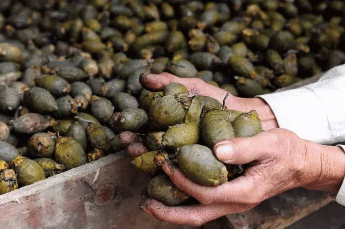 槟榔一颗红心怎么样,槟榔一枝梅