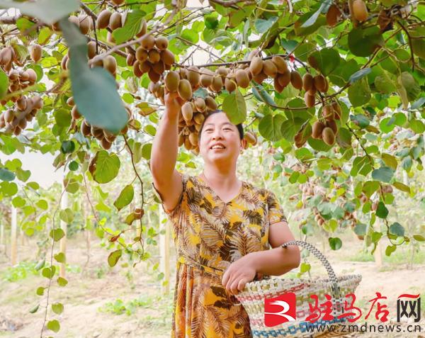 驻马店汝南猕猴桃,小小软枣猕猴桃托起乡村振兴梦