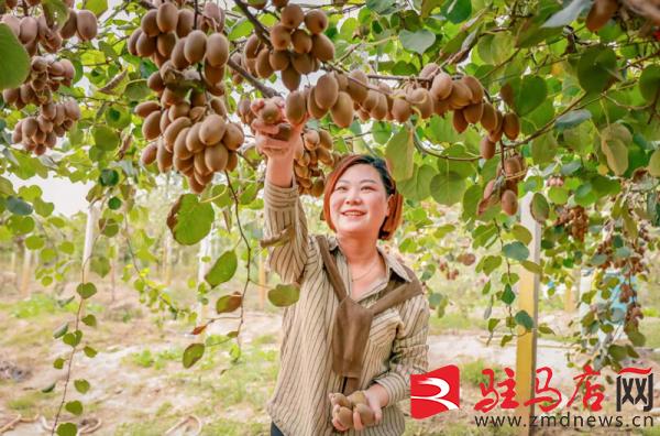 小小猕猴桃托起致富梦,小小猕猴桃