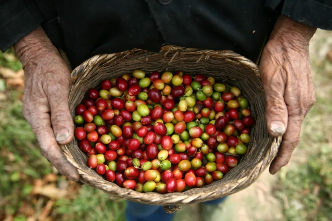 保山小粒咖啡现状,保山小粒咖啡未来的发展趋势