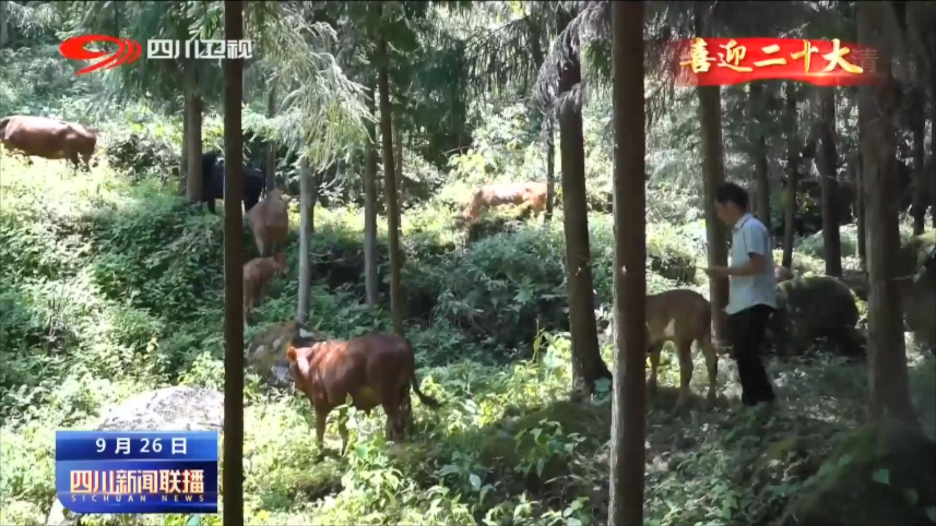 四川新闻联播丨二十大代表风采：带领乡亲们走上致富路