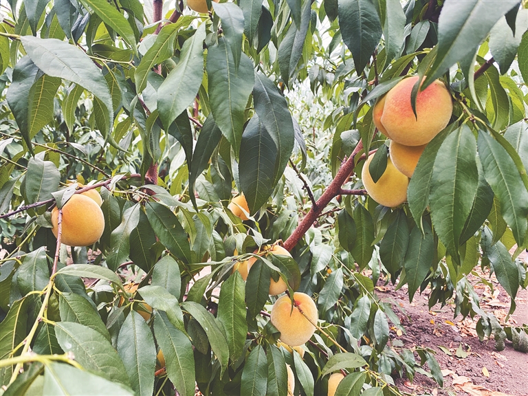 南果北种小龙虾饲养特色种养如何助农增收？且看汤原“致富经”