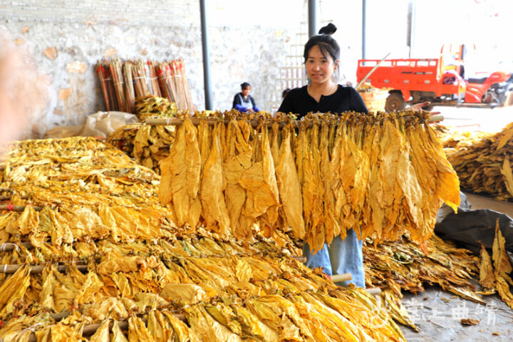 麒麟区东山镇：1.49亿元“黄金叶”铺就群众致富路