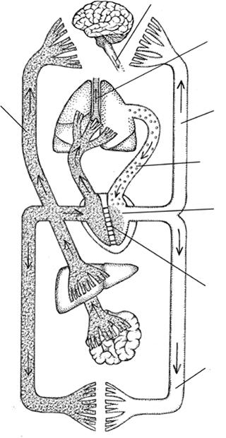 世界心脏日始于哪年,世界心脏日是多少日