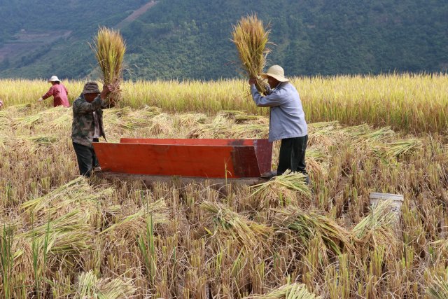 哈尼梯田稻鱼鸭种养迎丰收,梯田稻花鱼丰收