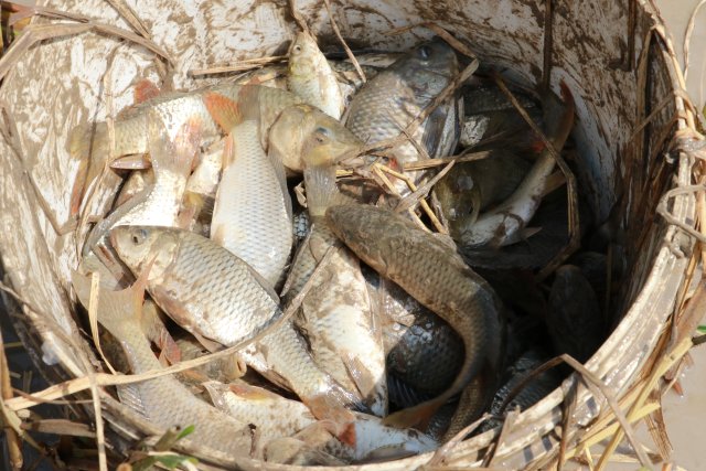 哈尼梯田稻鱼鸭种养迎丰收,梯田稻花鱼丰收