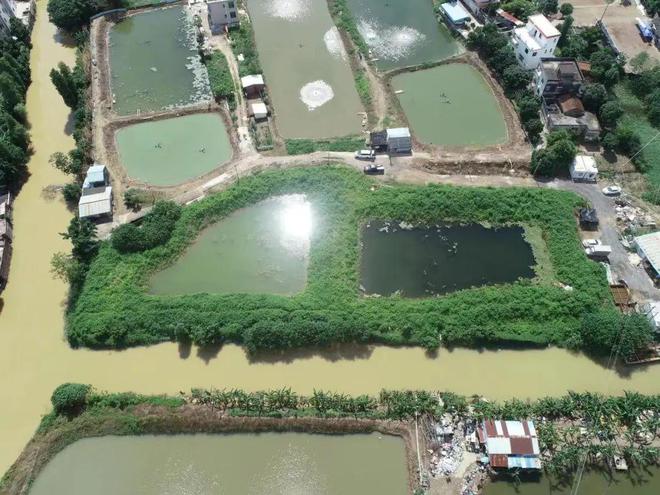 佛山高明两亩鱼塘出租,佛山10亩鱼塘出租需要多少钱