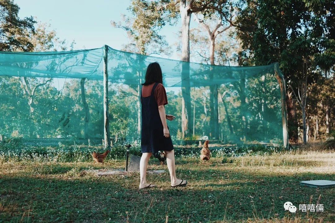 在澳洲摘葡萄的女孩,22岁女生澳洲打工度假