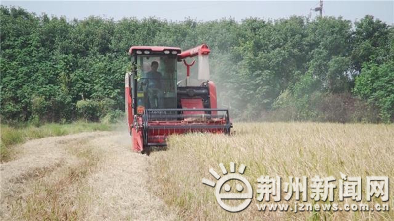 「就业创业在荆州」毛泽俊：虾稻共育“泥腿子”十年播撒田园芳香