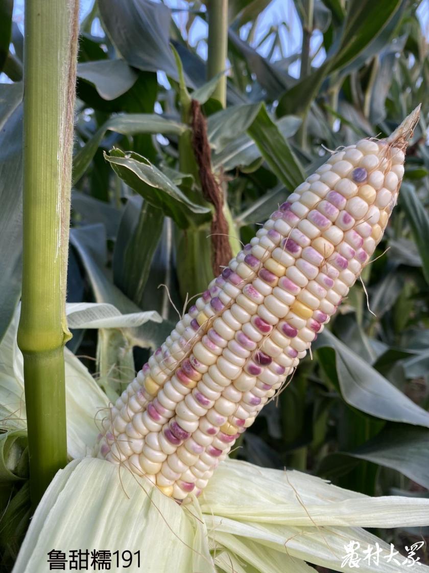 山东省农科院最新鲜食玉米品种,山东鲜食玉米种什么品种好