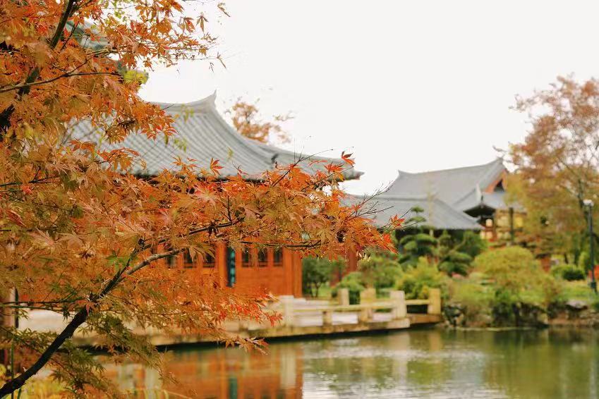 上海赏枫最佳去处,上海本地赏枫最佳地方