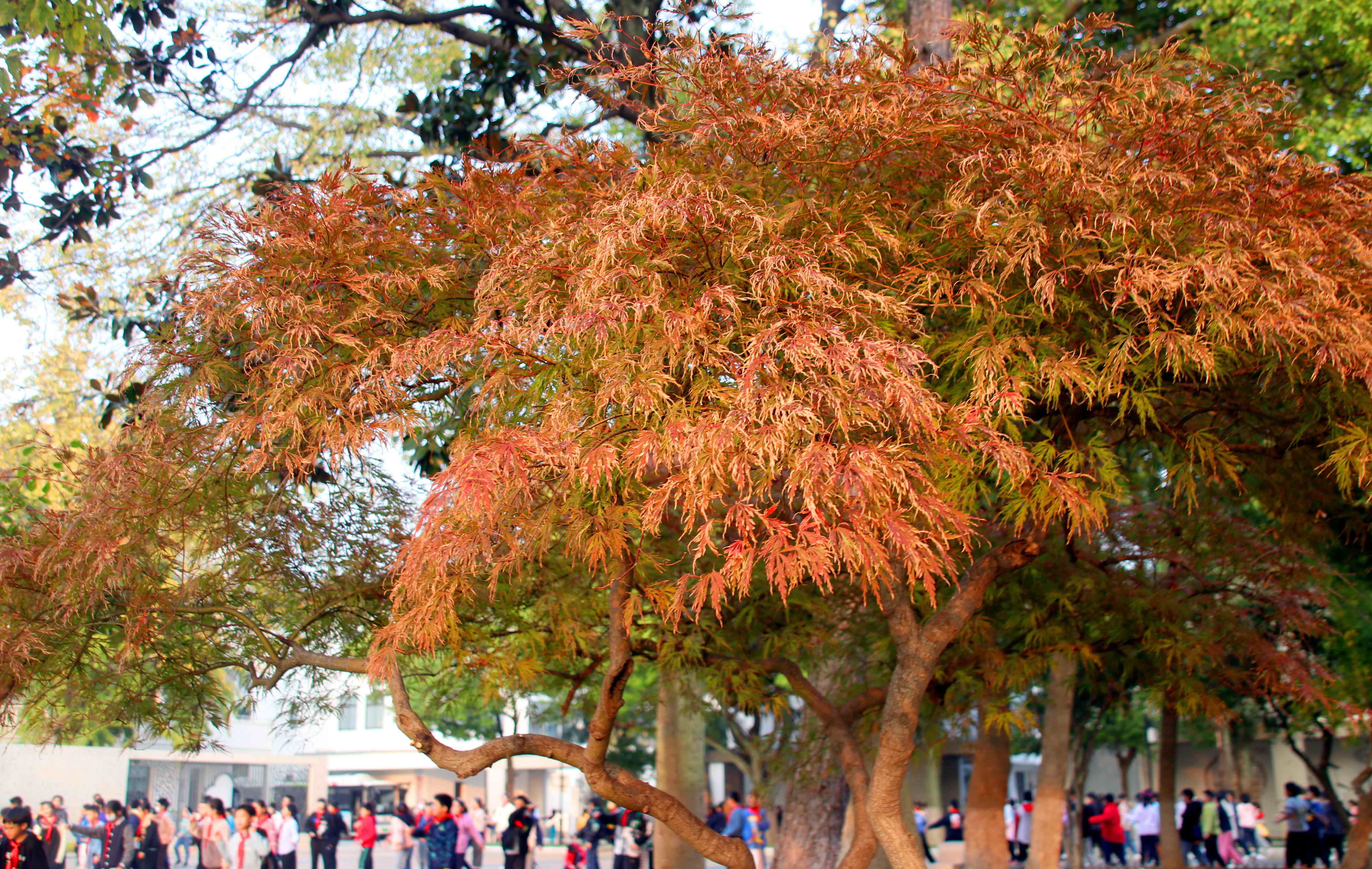 苏州夜色美景图片大全,美景如画的自然风景苏州