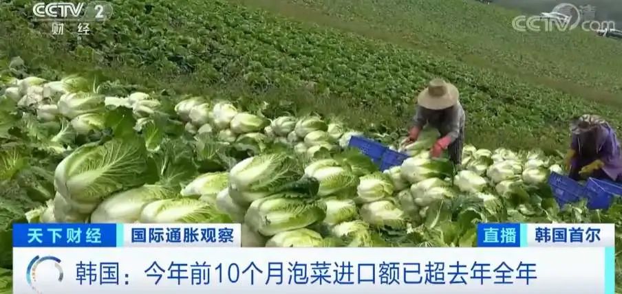 韩国泡菜在中国好卖吧,中国泡菜和韩国泡菜